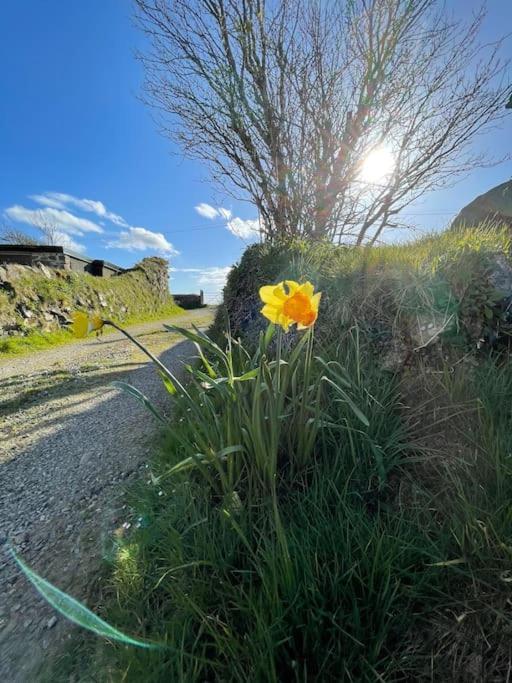 The Hut@Trefechan Wen - Coastal Coziness! Goodwick Buitenkant foto